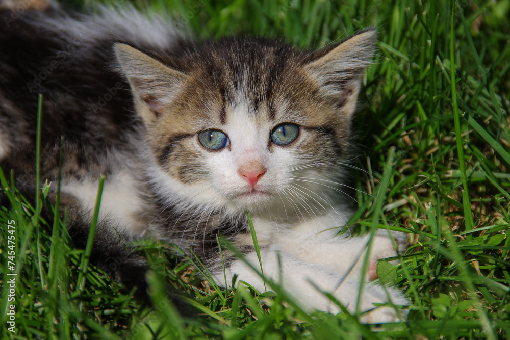kitten in green grass