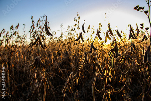 ripe soybeans at sunset