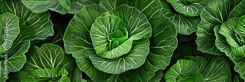 cute cabbage background photo