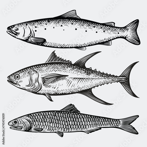 Fish collection tuna, salmon, sardine with engraving style