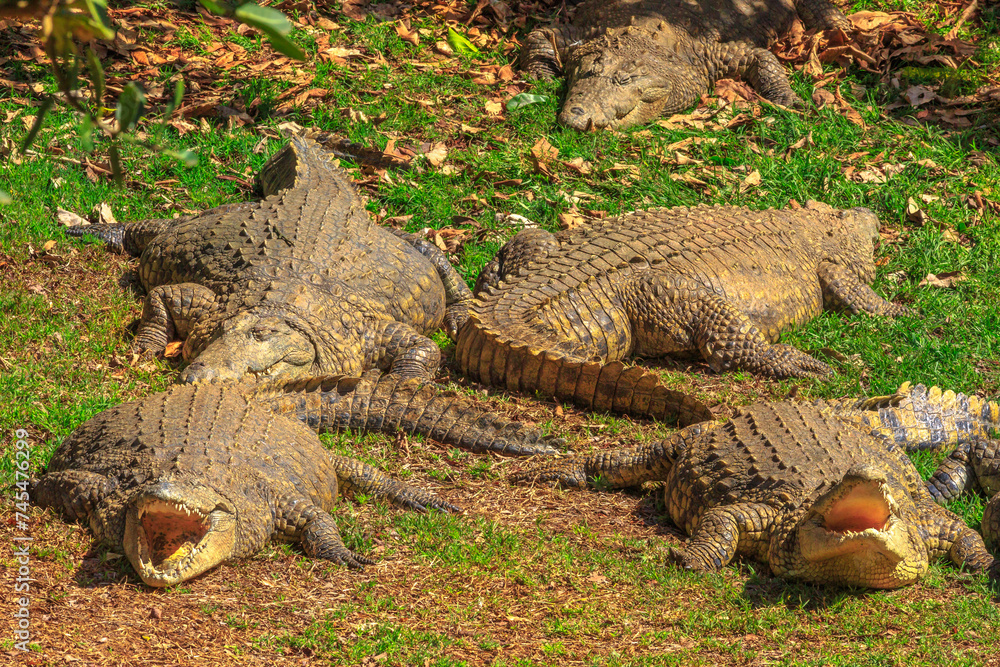 Obraz premium Four African Crocodiles species Crocodylus Niloticus, sleeping with open mouths at iSimangaliso Wetland Park in St Lucia Estuary, South Africa, one of the top Safari Tour destinations.