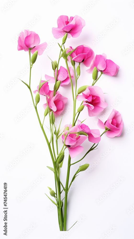 Colorful butterfly beauty plant water hibiscus red tropical frangipani spa stones Beautiful pink water lily flower made rose water splashed light emanating floating macro Photography Generative Ai Colorful butterfly beauty plant water hibiscus red tropical frangipani spa stones Beautiful pink water lily flower made rose water splashed light emanating floating macro Photography Generative Ai