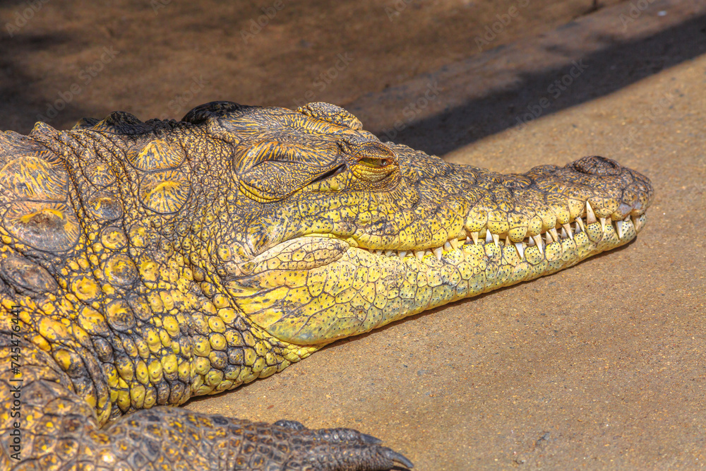 Fototapeta premium Portrait of African Crocodile species Crocodylus Niloticus, at iSimangaliso Wetland Park in St Lucia Estuary, South Africa.