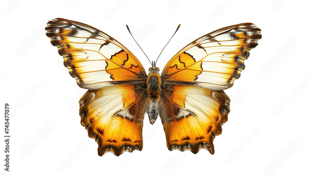 Obraz premium Tropical orange, white and black butterfly PNG cutout isolated on transparent background, graphic resource