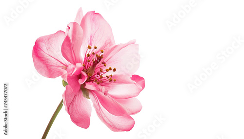 Pink cherry blossom sakura flower isolated on transparent background, PNG cutout graphic resource © Ars Nova