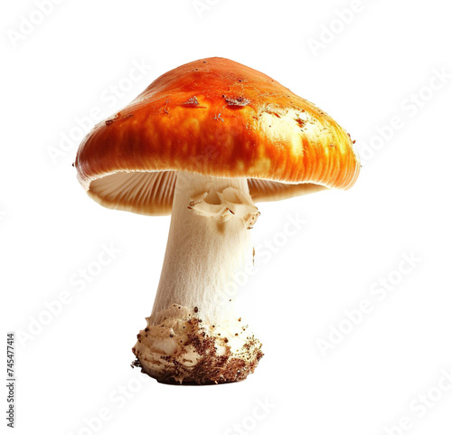 Amanita muscaria mushroom with a red cap isolated on transparent background, PNG cutout graphic resource