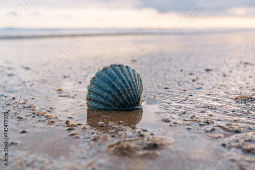 Solitary blue shell on the wet sandy beach as the tide recedes photo