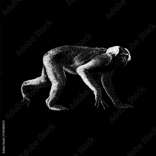 Gibbon hand drawing vector isolated on black background.