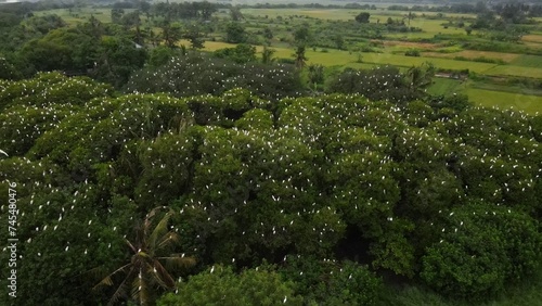Dozens of buffalo egrets in the Baros Mangrove Forest area, Tirtohargo, Kretek, Bantul, Yogyakarta, Indonesia.