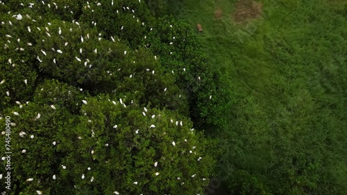 Dozens of buffalo egrets in the Baros Mangrove Forest area, Tirtohargo, Kretek, Bantul, Yogyakarta, Indonesia.