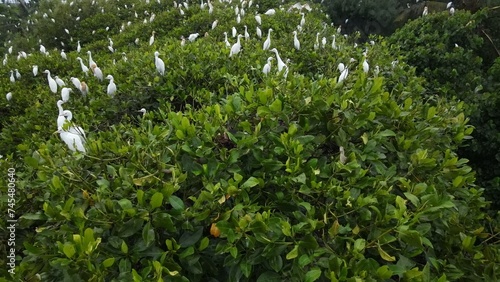 Dozens of buffalo egrets in the Baros Mangrove Forest area, Tirtohargo, Kretek, Bantul, Yogyakarta, Indonesia.