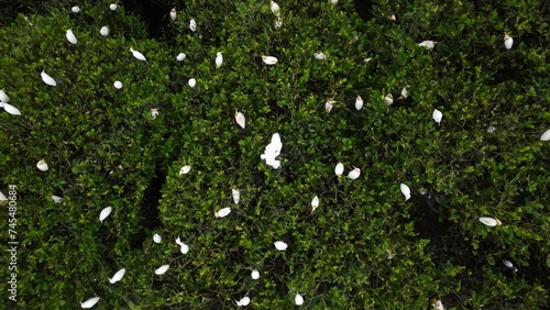 Dozens of buffalo egrets in the Baros Mangrove Forest area, Tirtohargo, Kretek, Bantul, Yogyakarta, Indonesia.
