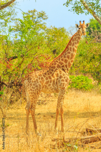 Side view of African giraffe standing in Kruger National Park  South Africa during game drive safari. Vertical shot.