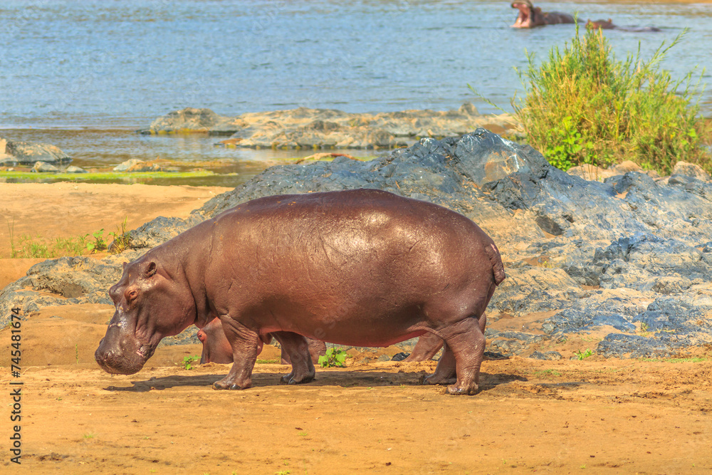 Side view of Cape hippopotamus or South African hippopotamus standing at Olifants River inside Kruger National Park, South Africa. Side view of Cape hippopotamus or South African hippopotamus standing at Olifants River inside Kruger National Park, South Africa.
