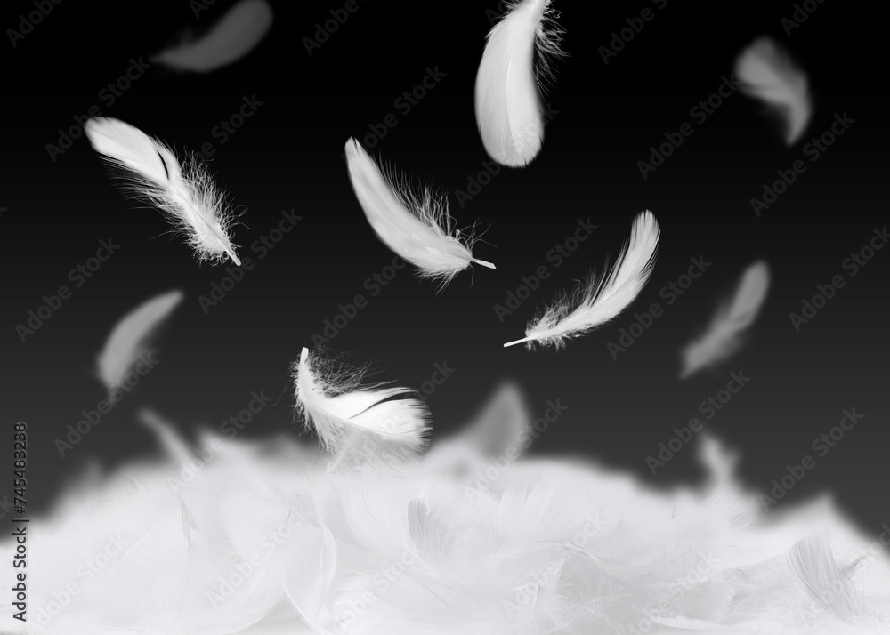 Obraz premium Fluffy bird feathers falling on black background