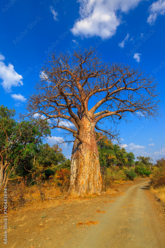 Fototapeta premium Vertical Baobab tree of Musina Nature Reserve in Dry season, one of the largest collections of baobabs in South Africa. Game drive in Limpopo Game and Nature Reserves. Sunny day blue sky.