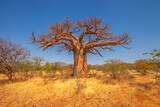 African Baobab tree or monkey bread trees, tabaldi or bottle trees, in Musina Nature Reserve, one of the largest collections of baobabs in South Africa. Limpopo Game and Nature Reserves.
