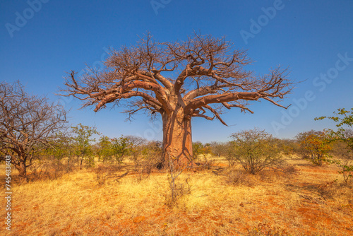 Photography African Baobab tree or monkey bread trees, tabaldi or bottle trees, in Musina Nature Reserve, one of the largest collections of baobabs in South Africa