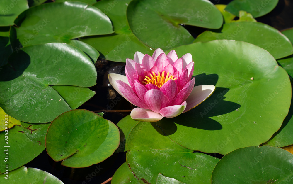 Beautiful pink water lily flower. Beautiful pink water lily flower.