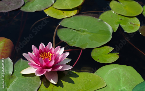 Beautiful pink water lily flower.