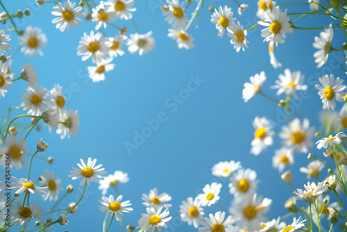 Daisies view from below. Blue summer sky with copy space. Horizontal frame made of chamomiles. © Alexey