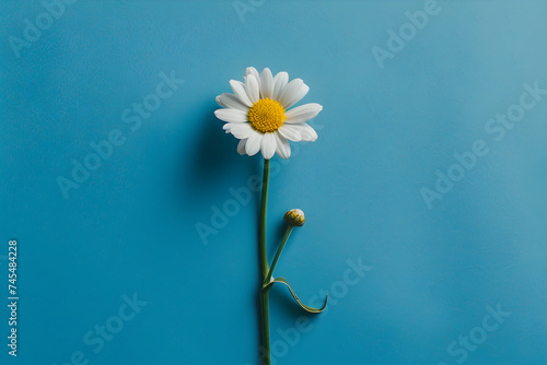 A single camomile laying on the solid blue background. Summer concept.