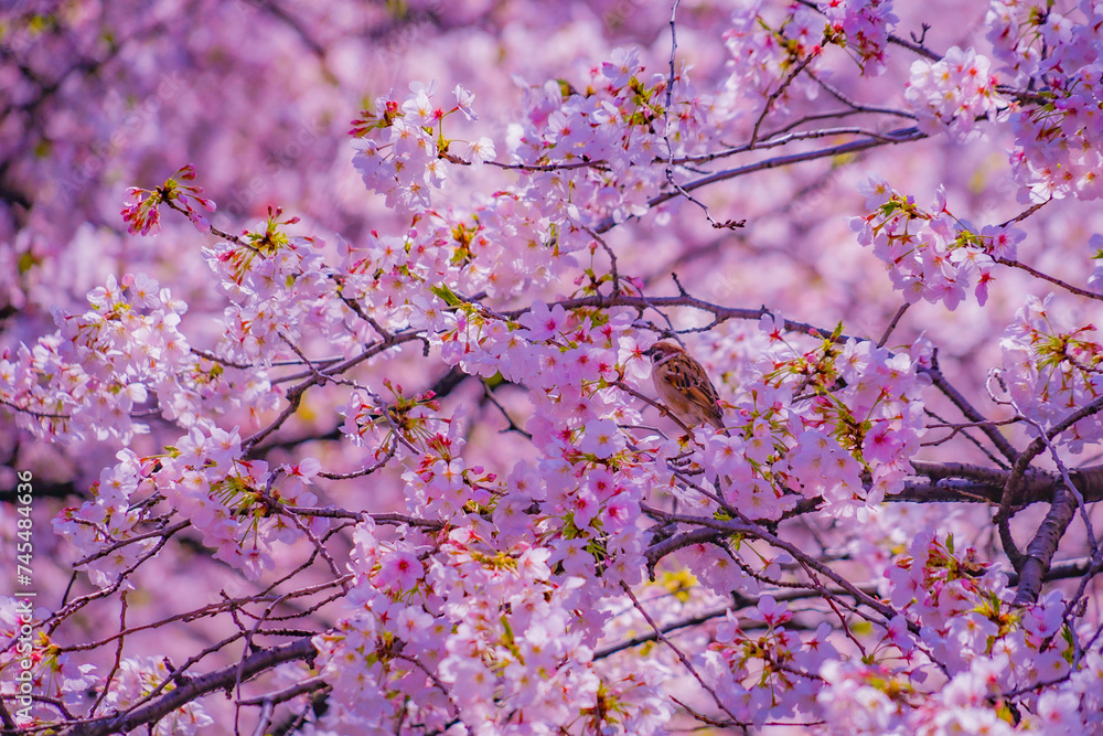 Fototapeta premium 桜のトンネル