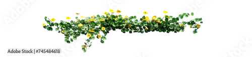 Plant and flower vine green ivy leaves tropic hanging, climbing isolated on transparent background. photo