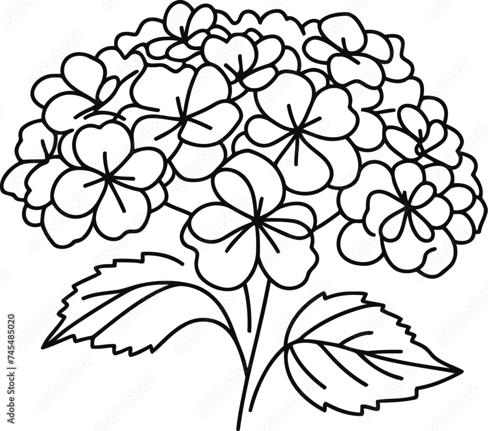 Hydrangeas flower in continuous line drawing minimalist style.