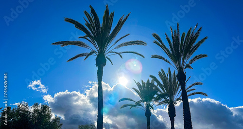 Palm Trees on a Sunny Day 