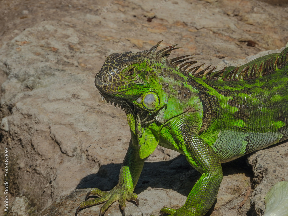 Iguana prostrate on the rocks under a scorching sun. Iguana prostrate on the rocks under a scorching sun.