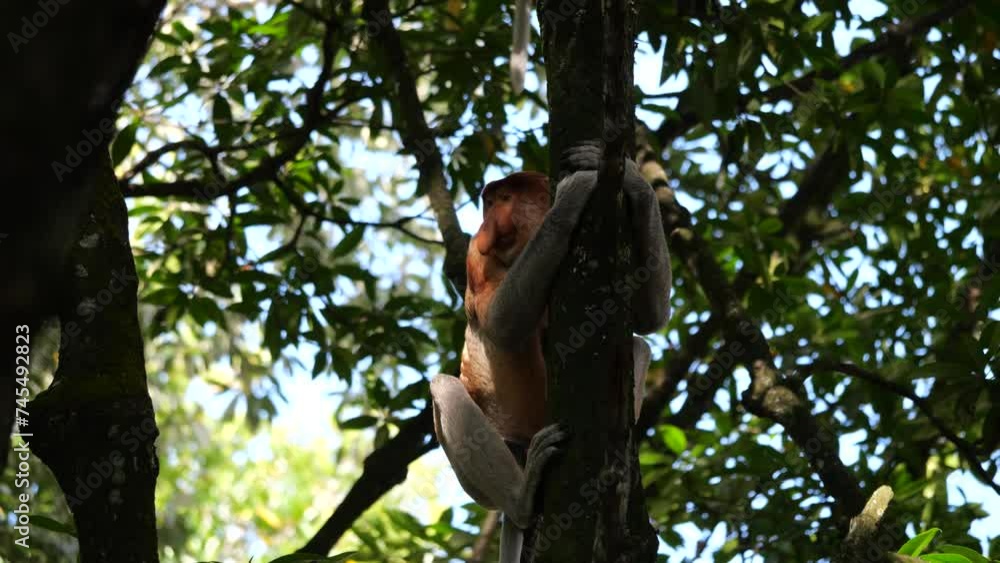 an alpha male proboscis monkey in the wild, sitting on tree at Tarakan ...