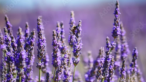Field with blooming lavender and honey bee on flowers collecting pollen. Provence in France.
