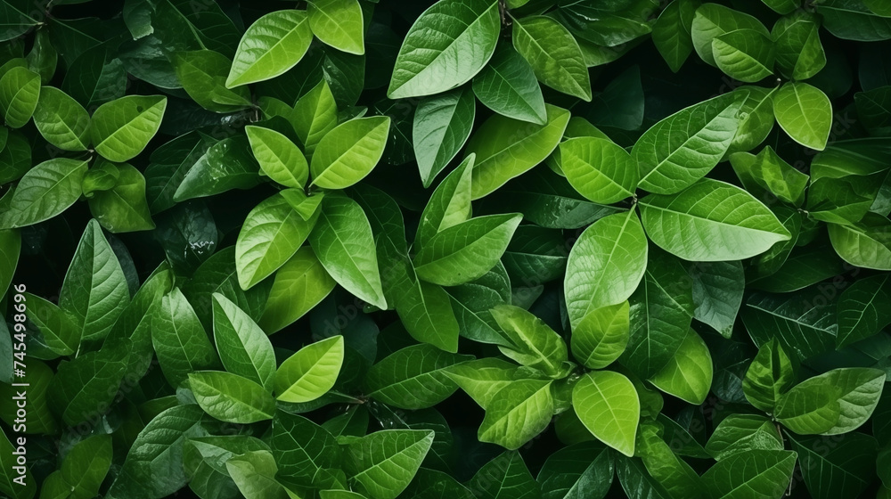 Fresh green tree leaves, frame. Natural background. Fresh green tree leaves, frame. Natural background.