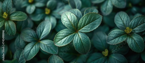 green foliage texture