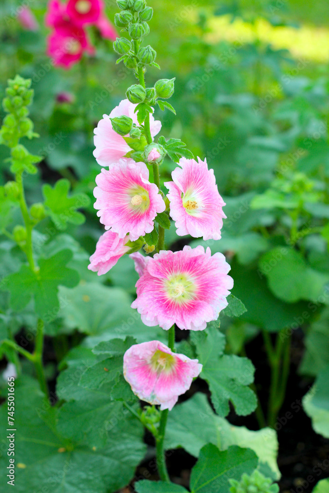 Fototapeta premium Hollyhock flower blooming in the park