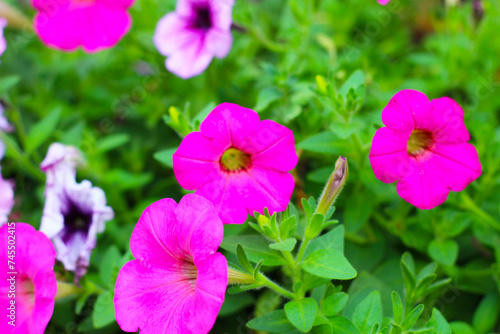 Supertunia flowers blooming in the garden
