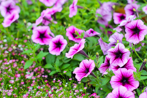 Supertunia flowers with gypsophila flowers in the garden