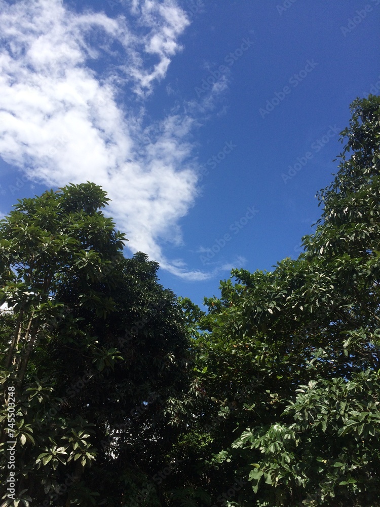 sky and trees in summer 