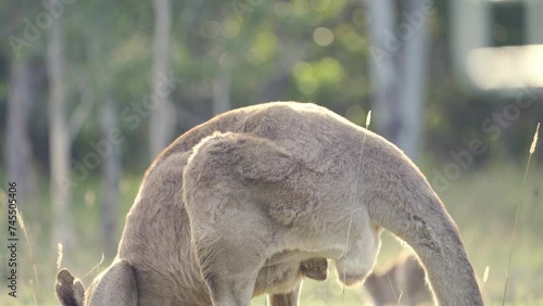 Bird rests on kangaroo while he grazes