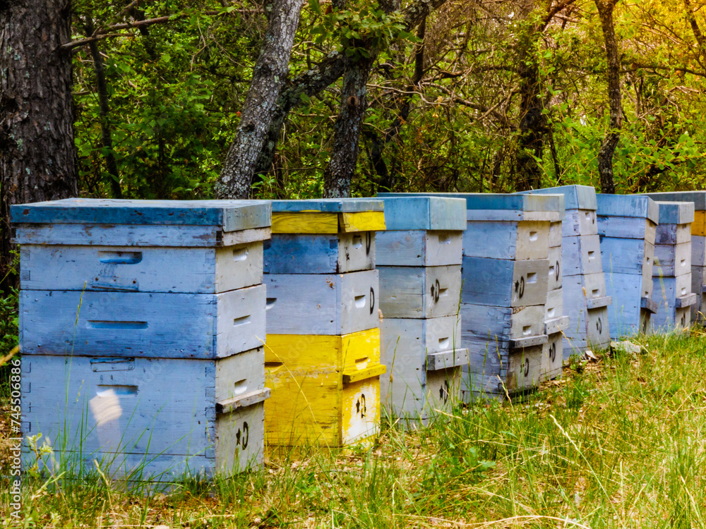 Bee hives in green forest. Beekeeping. Bee hives in green forest. Beekeeping.