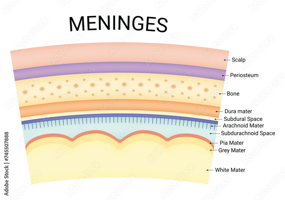 Meninges Science Design Vector Illustration Diagram Stock Vector ...