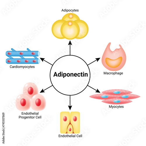 Adiponectin Science Design Vector Illustration Diagram