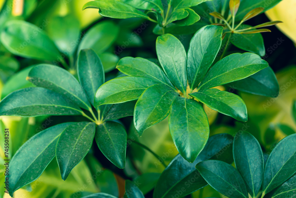 Obraz premium Green dwarf umbrella tree in garden, Evergreen houseplant