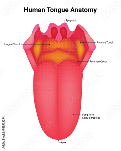 Human Tongue Anatomy Science Design Vector Illustration Diagram