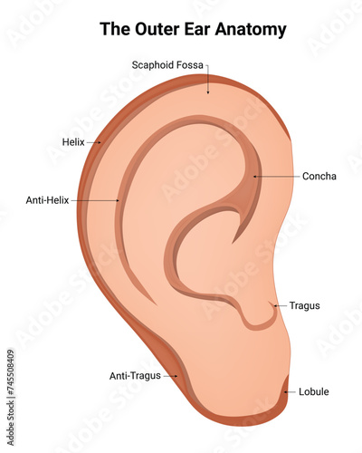The Outer Ear Anatomy Science Design Vector Illustration Diagram
