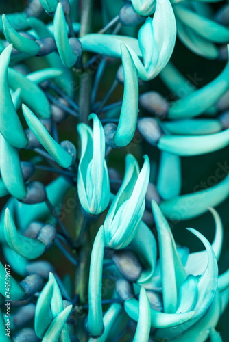 Green Jade vine or Emerald creeper (Strongylodon macrobotrys), Tropical ornamental plant