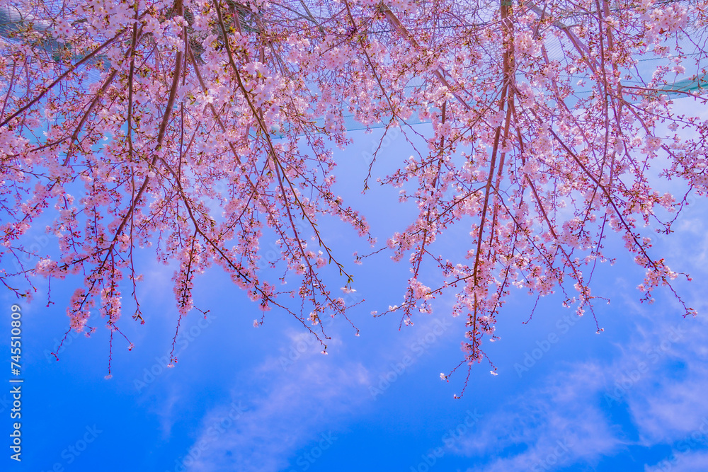 桜の下の明るい空