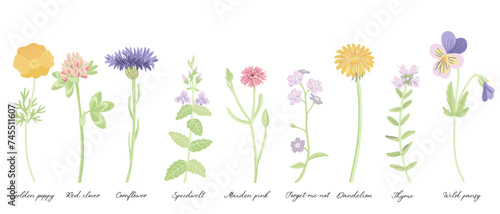 field flowers, vector drawing wild plants at white background, set of floral elements, hand drawn botanical illustration
