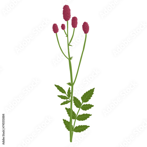 great burnet, field flower, vector drawing wild plants at white background, Sanguisorba officinalis ,floral element, hand drawn botanical illustration